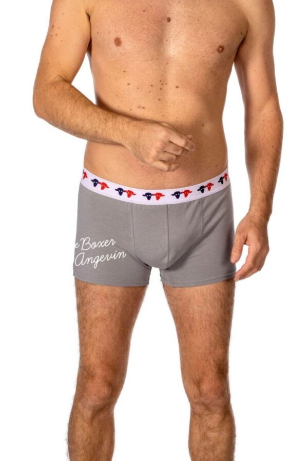 Boxer gris Angevin