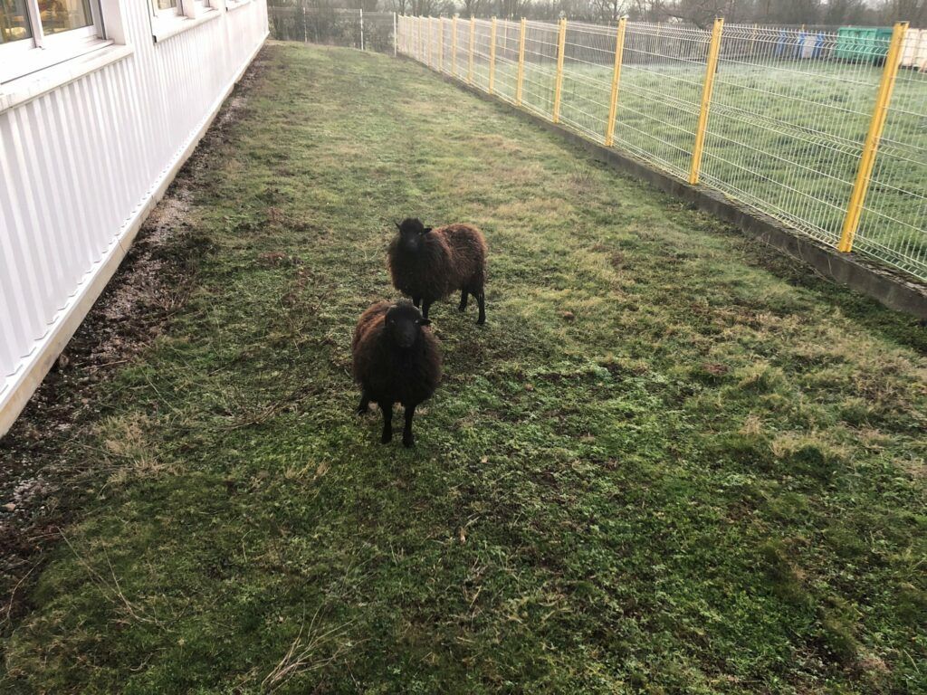 Flock et Bobine les moutons des ateliers